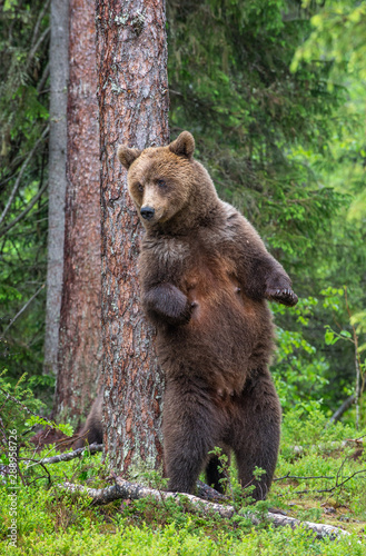 Female of Brown bear stands on its hind legs by a tree in a summer forest. Scientific name: Ursus Arctos ( Brown Bear). Green natural background. Natural habitat.