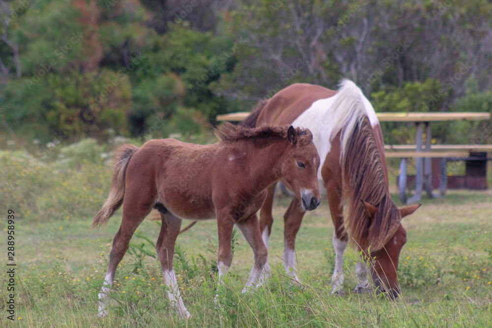 Assateague Island wild colt and mare pony Assateague Island wild colt and mare pony