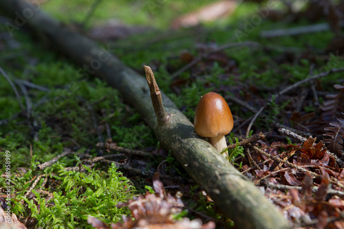 Mushrooms at their natural location in the forest