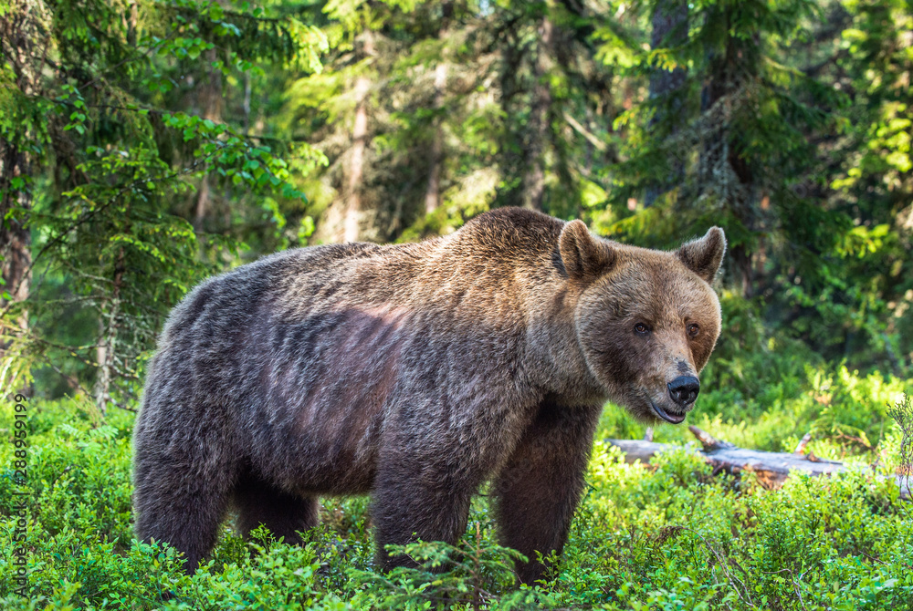 Brown bear in the summer forest. Green forest natural background. Scientific name: Ursus arctos. Natural habitat.