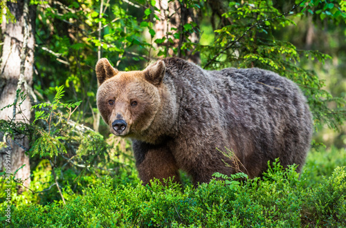 Brown bear in the summer forest. Green forest natural background. Scientific name: Ursus arctos. Natural habitat. © Uryadnikov Sergey