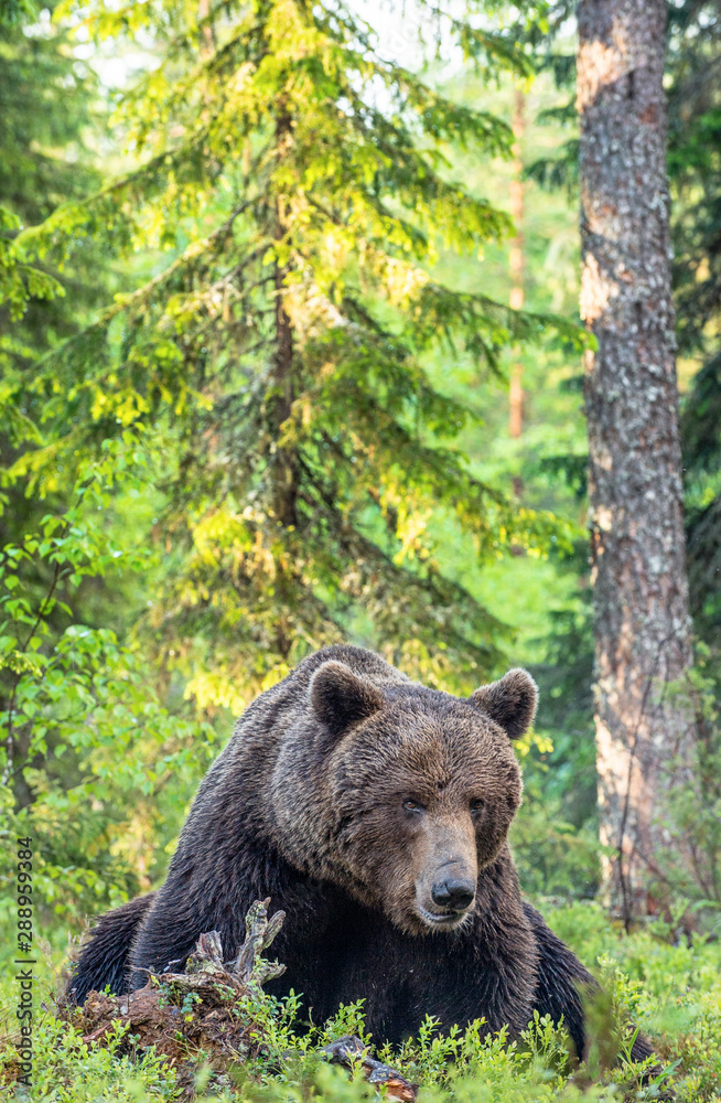 Brown bear in the summer forest. Green forest natural background. Scientific name: Ursus arctos. Natural habitat. Brown bear in the summer forest. Green forest natural background. Scientific name: Ursus arctos. Natural habitat.