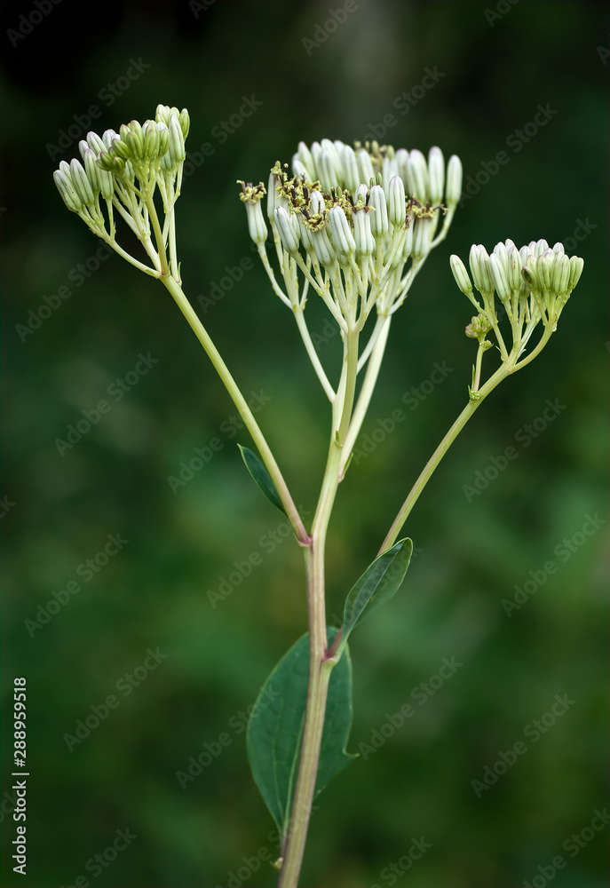 Φωτογραφία Pale Indian-plantain (Arnoglossum atriplicifolium) in early July in central Virg
