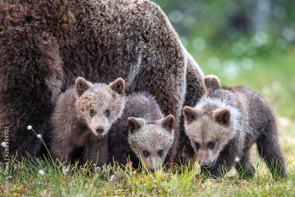 Fototapeta premium Mother She-Bear and cubs in the summer pine forest. Family of Brown Bear. Scientific name: Ursus arctos. Natural habitat.