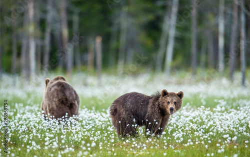 Young brown bears on the swamp in te summer forest, among white flowers. Natural habitat. Scientific name: Ursus Arctos Arctos. Summer green forest background.