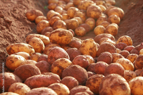 Fresh ripe dug potatoes in the field. Close-up. Background.