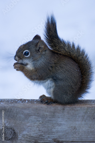 cute squirrel sitting in the winter snow eating a nut