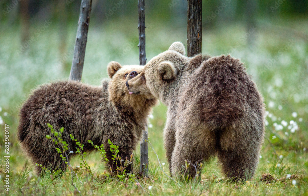 Obraz premium Young brown bears on the swamp in te summer forest, among white flowers. Natural habitat. Scientific name: Ursus Arctos Arctos. Summer green forest background.