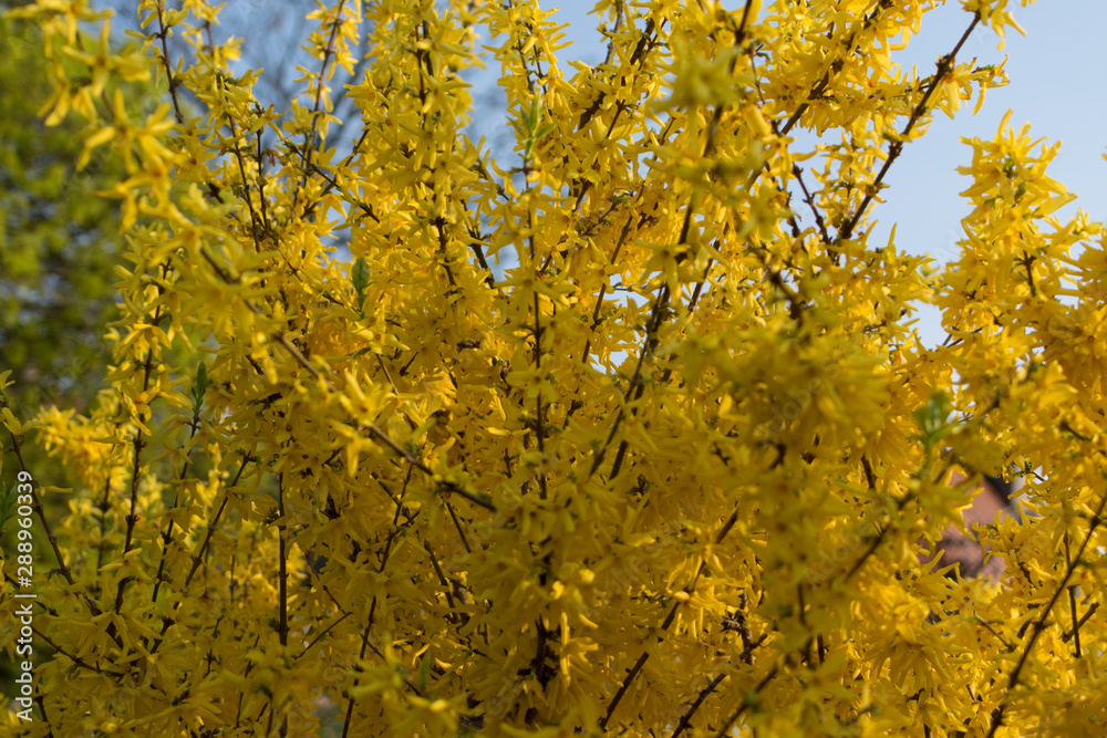 Yellow forsythia flowers pattern or texture in spring garden. Blooming Easter tree with selective focus Yellow forsythia flowers pattern or texture in spring garden. Blooming Easter tree with selective focus