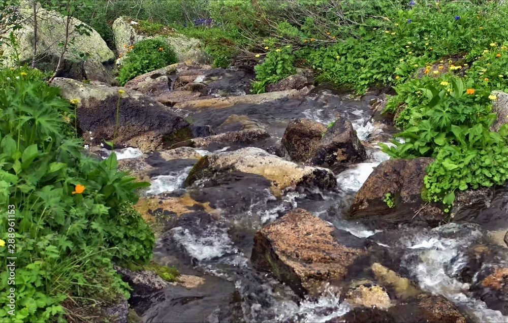 stream in forest