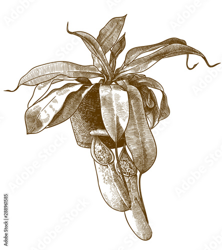 engraving antique illustration of pitcher plant