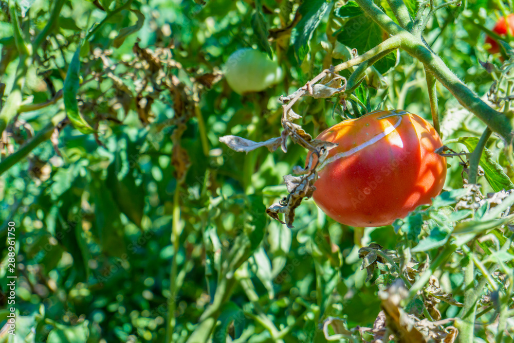 Red tomato grown in a garden hanging on a green branch.