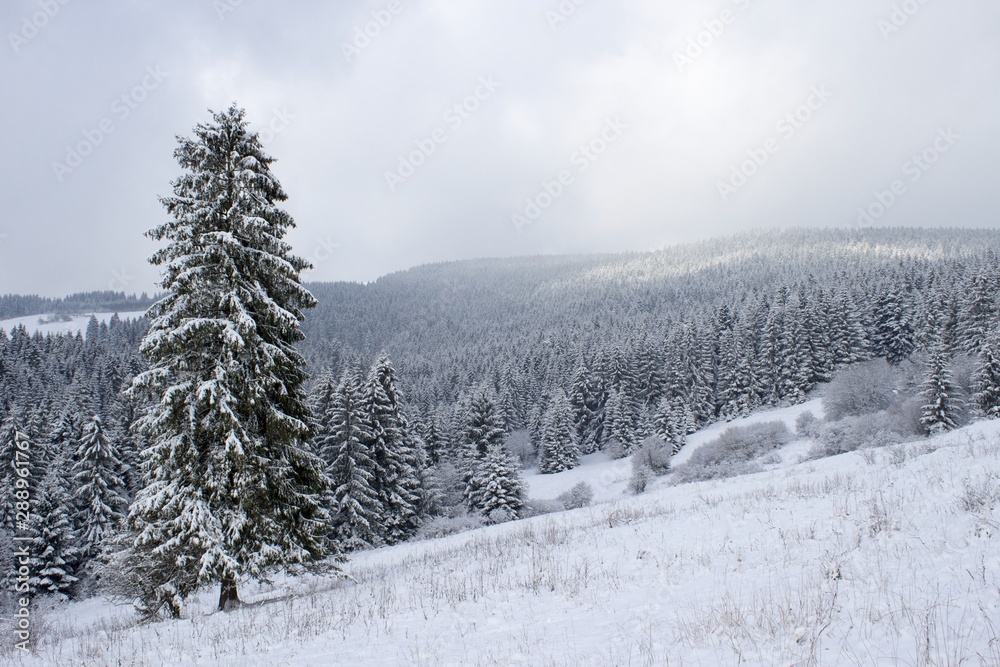 trees in snow