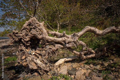 uprooted tree on the beach
