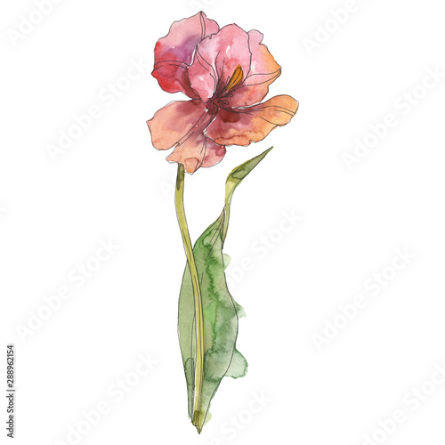 Tulip floral botanical flower. Watercolor background illustration set. Isolated tulip illustration element.