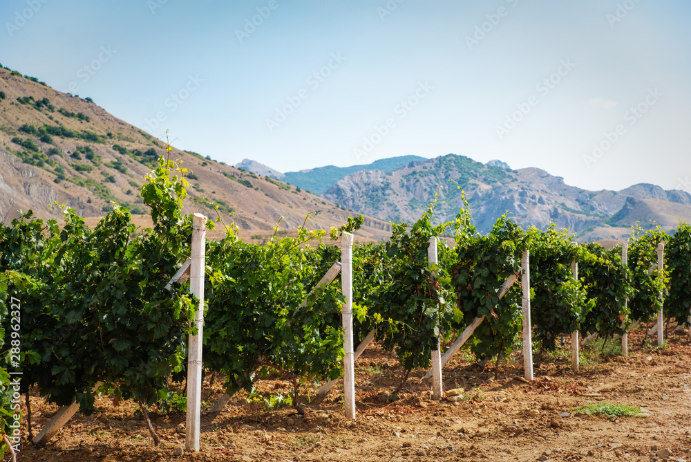 Summer vineyard in the countryside