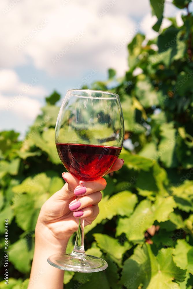 Glass of wine on a vineyard background