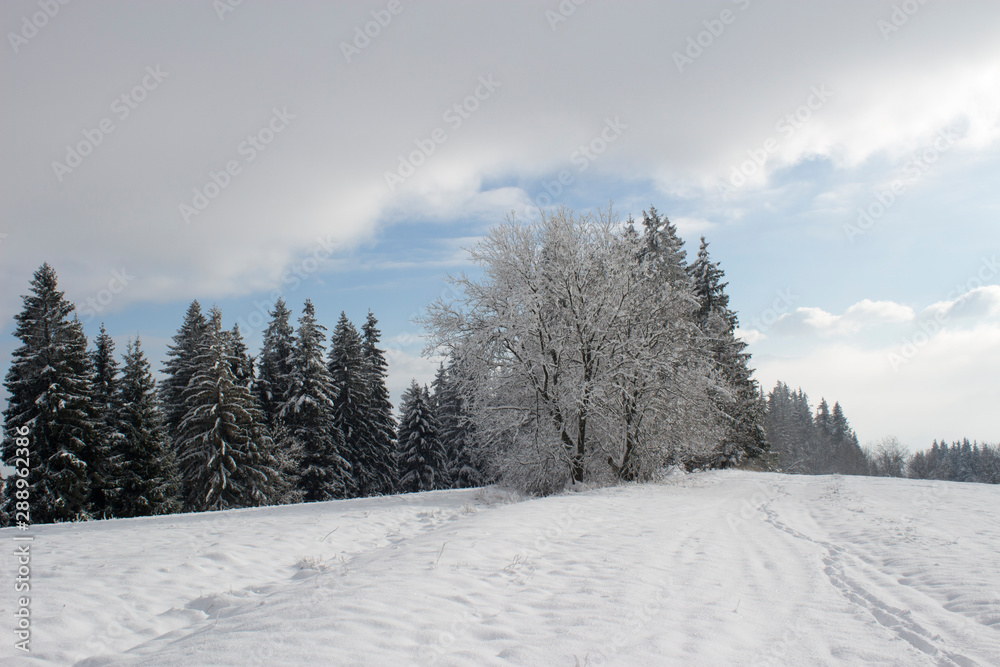 winter landscape with trees and road in winter winter landscape with trees and road in winter