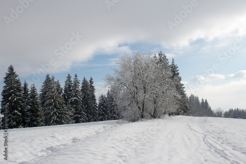 winter landscape with trees and road in winter
