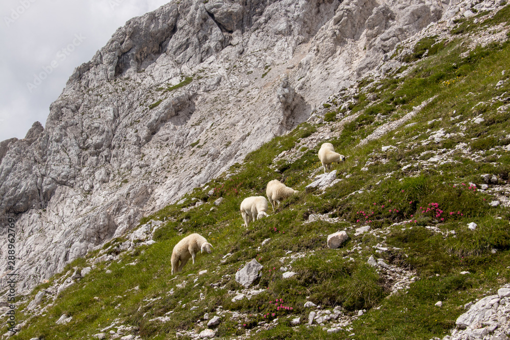 Sheeps pasture in Triglav national park high in mountains Sheeps pasture in Triglav national park high in mountains