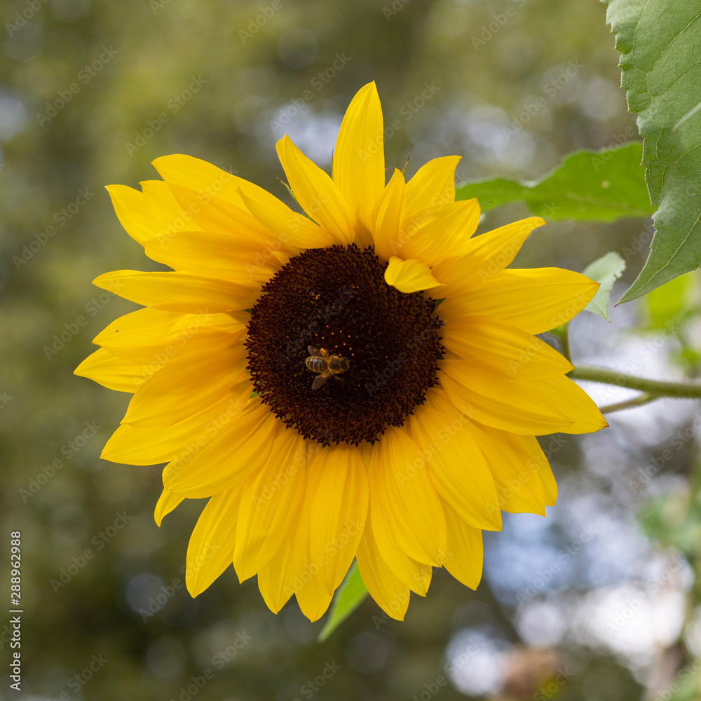 Fototapeta premium Wunderchöne Sonnenblume mit Biene zu Besuch