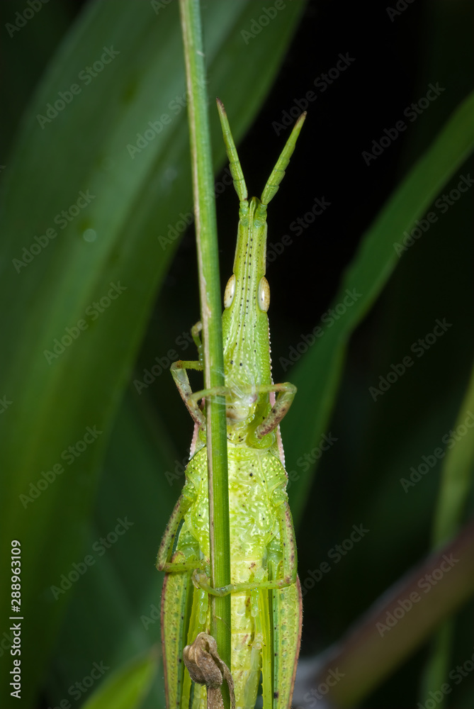 Underside of pyrgomorph grasshopper (Pyrgomorphidae) clinging to grass blade near Banos, Ecuador