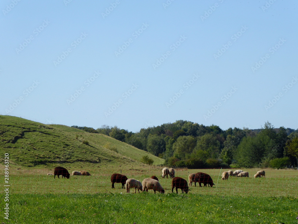 Weidende Schafherde