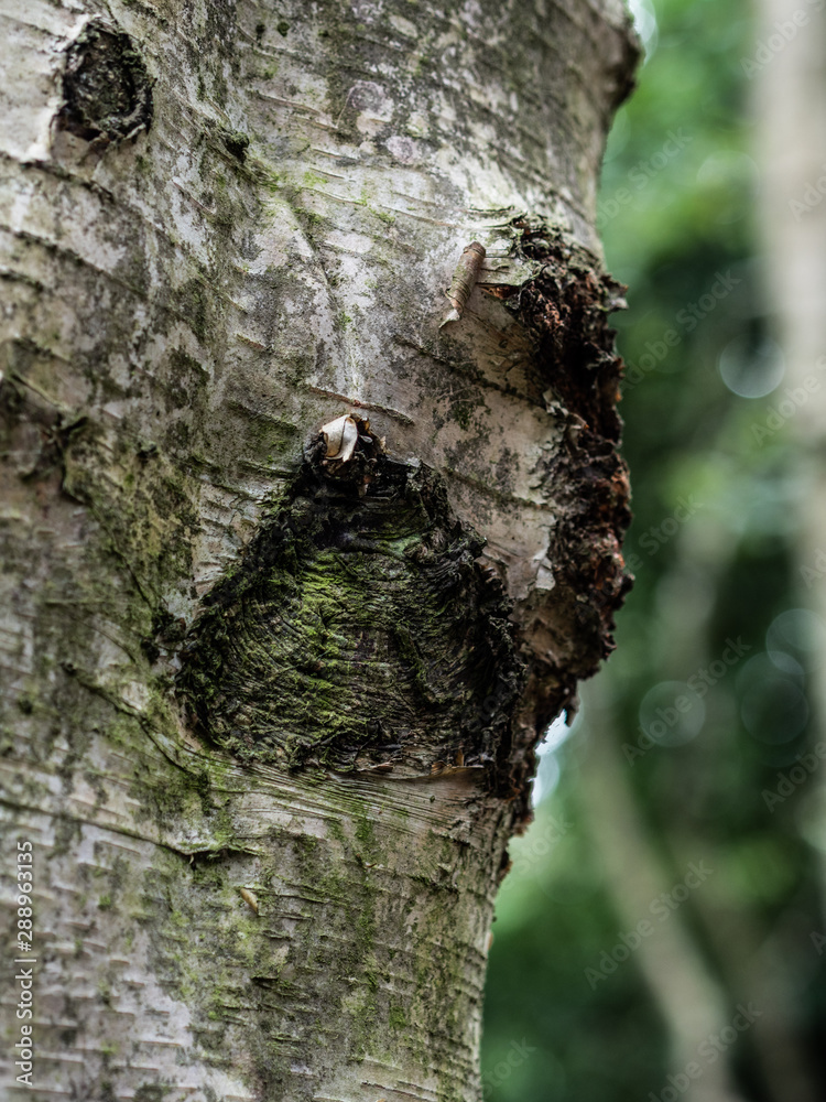 Obraz premium OLYMPUS DIGITAL CAMERA - THE WOODS