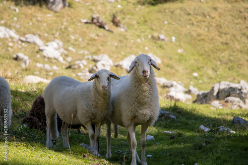 Fototapeta Naklejka Na Ścianę i Meble -  Two beautiful sheeps staring to camera