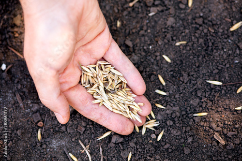 Woman hand planting oat seeds in soil.