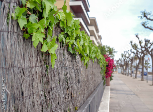 Fence with growing young green ivy ordinary, close-up, natural background