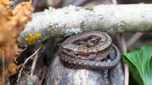 Viviparous lizard sitting curled in a spiral