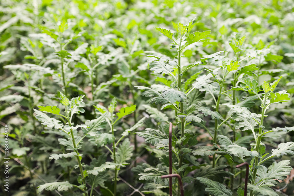 Green leaves and stems of young chrysanthemum grow in a greenhouse Green leaves and stems of young chrysanthemum grow in a greenhouse