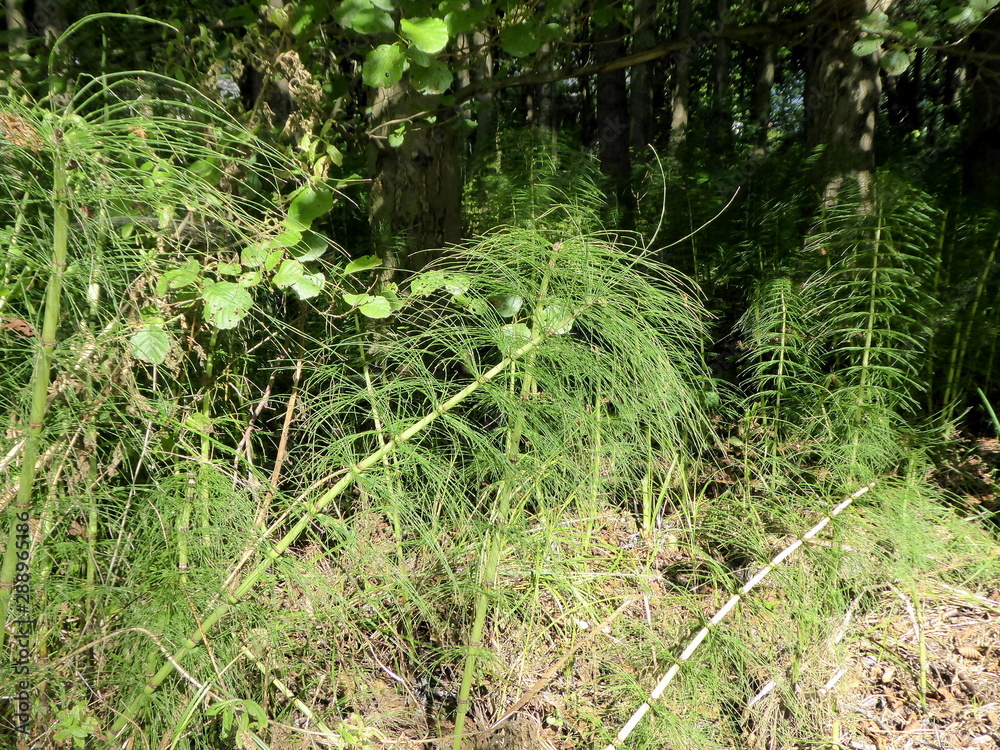 Waldgräser Waldgräser