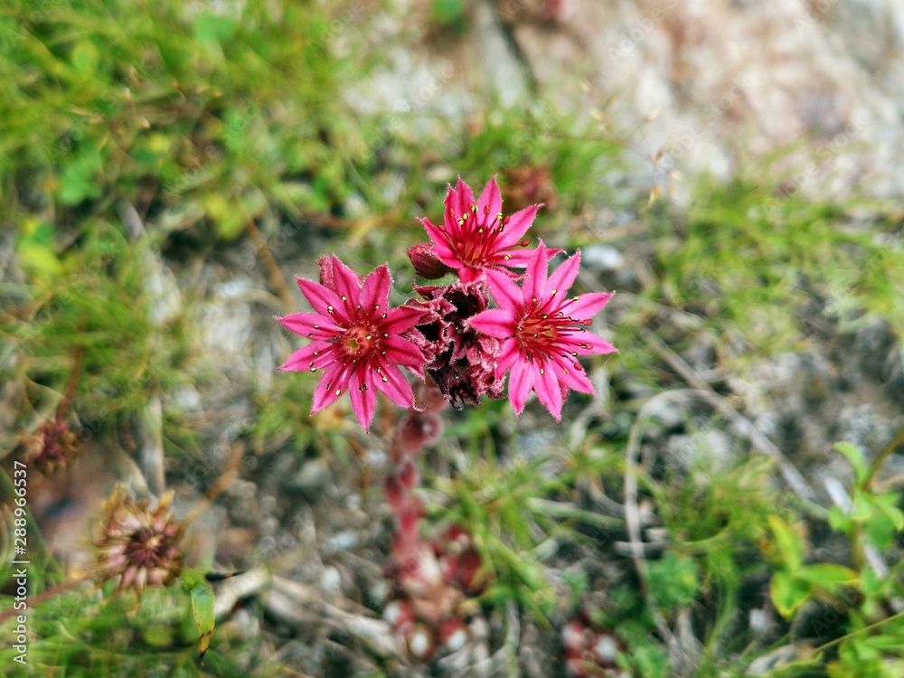 Beautiful small pink flowers in the mountains. Sempervivum tectorum, Houseleek , Hen-and-chickens , SEMTEC Beautiful small pink flowers in the mountains. Sempervivum tectorum, Houseleek , Hen-and-chickens , SEMTEC