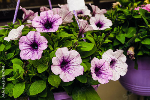 Petunia flowers in a hanging outdoors  pot
