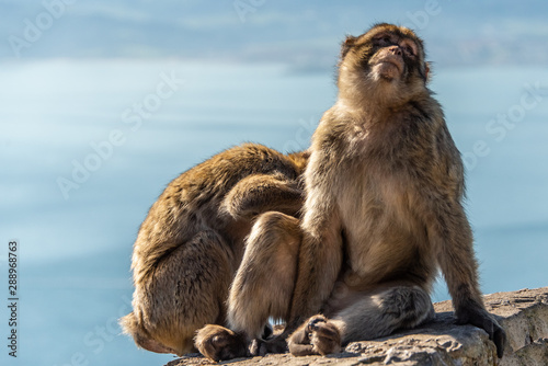 Gibraltar Monkey © Stewie Strout