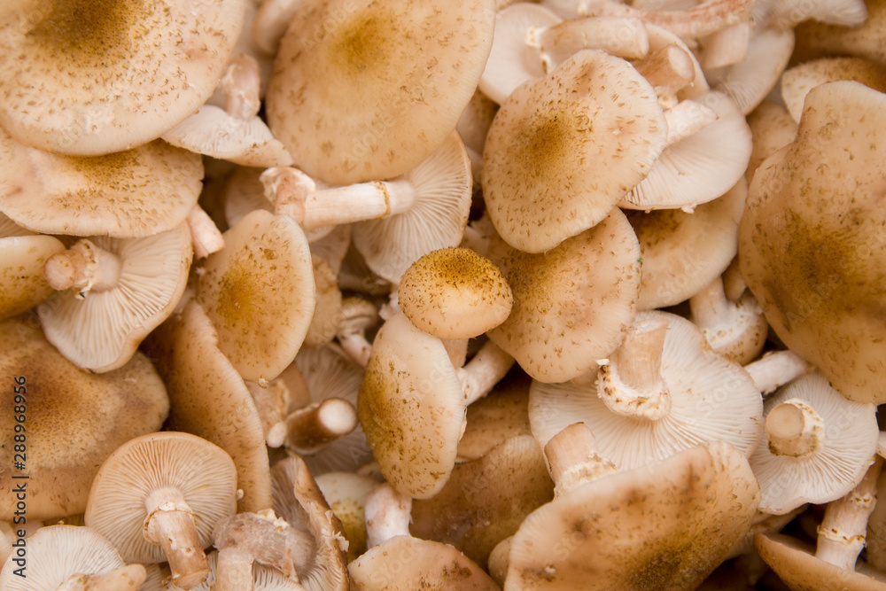 Many fresh forest cut honey mushrooms background Many fresh forest cut honey mushrooms background