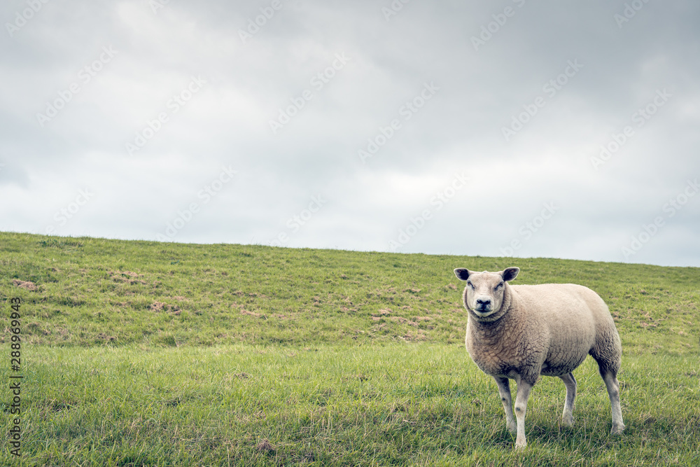 Obraz premium One curiously looking sheep