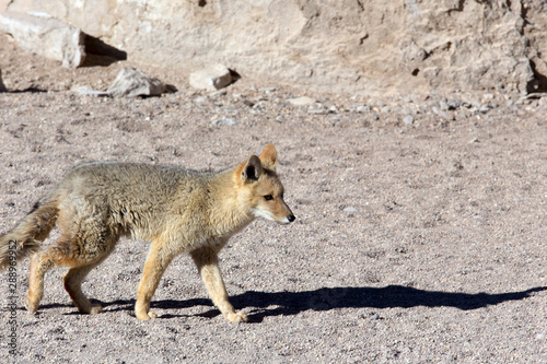 Beautiful wolf in the desert of Atacama