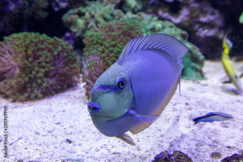 Blauer Fisch mit Korallen im Aquarium