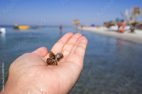Crab hermit in a woman’s hand, Black Sea, Kinburn Spit.