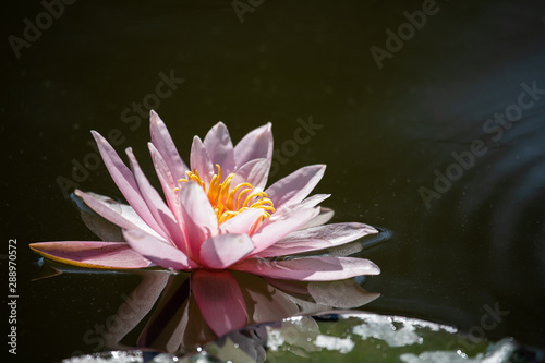 Pink waterlily  Nymphaea alba 