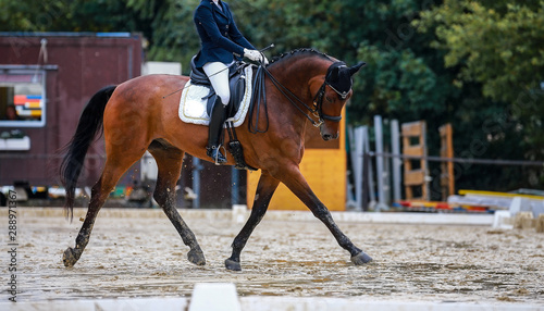 Horse dressage (dressage horse) in the rain on a dressage competition in a test with rider..