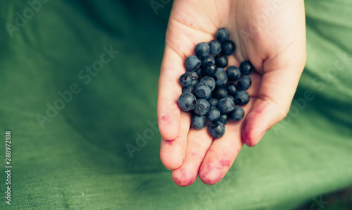 blueberries in the hands of a girl on a green background .