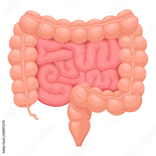 Realistic flat vector illustration of small and large intestine. Human internal organ, digestive tract. Vector illustration isolated on white background. photo