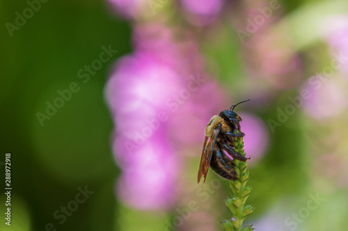 Bee resting on flower buds