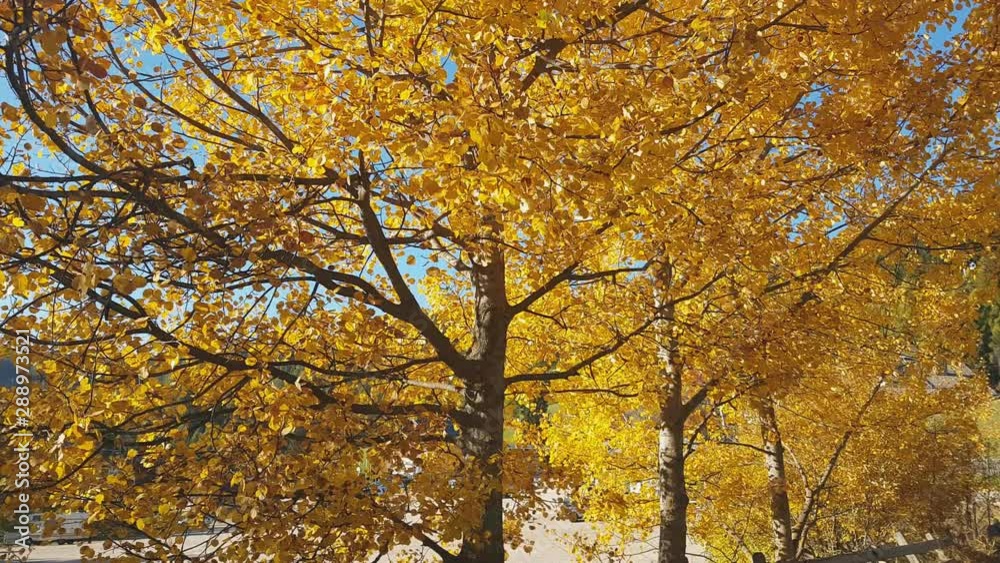 Detail of alders in autumn colors, with branches blowing in the wind in the Renon Plateau, Alto Adige - South Tyrol, Italy Detail of alders in autumn colors, with branches blowing in the wind in the Renon Plateau, Alto Adige - South Tyrol, Italy