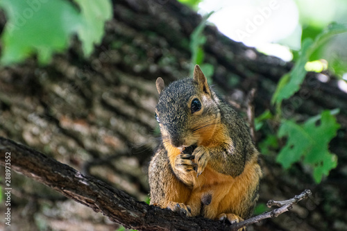 Closeup of a squirrel sitting on a tree branch eating