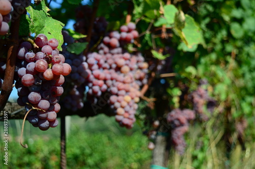 Grappolo di vino rosato | Montevecchia, LC - ITALIA